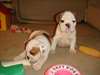 Bulldogs anglais masculins et féminins. - photo 1