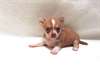 jolie demoiselle chiot chihuahua de 3 mois - photo 2