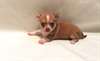 jolie demoiselle chiot chihuahua de 3 mois - photo 4