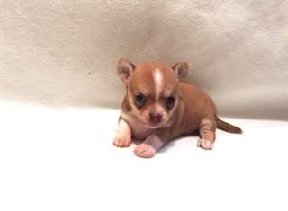 jolie demoiselle chiot chihuahua de 3 mois
