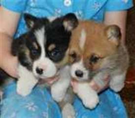 chiots mâles et les femelles Pembroke Welsh Corgi