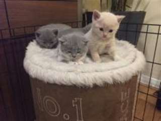 Chatons Scottish Fold