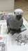 Peluches Tame main-&#233;lev&#233;s b&#233;b&#233; gris africain Perro - photo 7