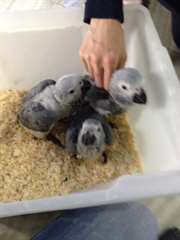 Peluches Tame main-&#233;lev&#233;s b&#233;b&#233; gris africain Perro