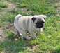 Chiots types carlin pure race. - photo 1