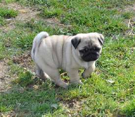Chiots types carlin pure race.