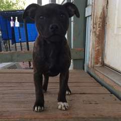 chiots bull terrier Staffordshire à vendre