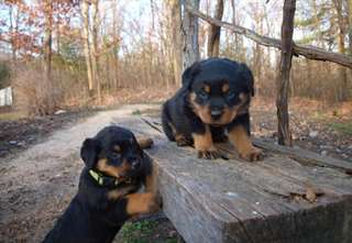 chiots rottweiler à vendre