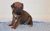 chiots rhodesian ridgeback à vendre - photo 1