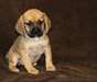 chiots Puggle à vendre - photo 1