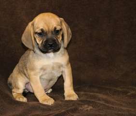 chiots Puggle à vendre