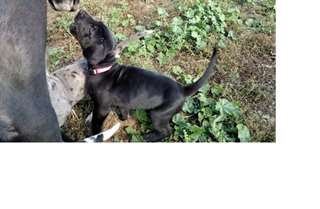 grands chiots dane &#224; vendre