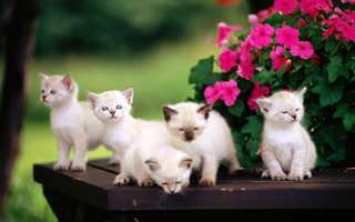 des Chatons siamois affectueux