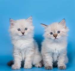 4 Chaton siberien neva masquerade loof