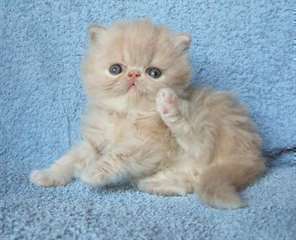 Chatons persans aux yeux bleus