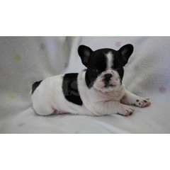 Chiots Missy Bouledogue français pour une bonne ma