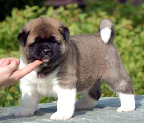 Magnifiques chiots akita inu