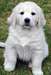 chiots golden retriever dispo - photo 1