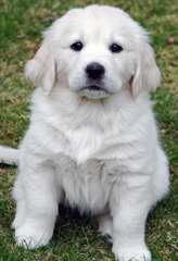 chiots golden retriever dispo