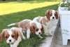 cavalier king charles - photo 1