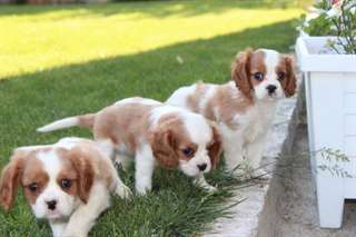cavalier king charles