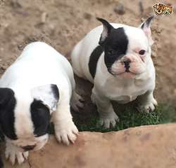 Eh bien formés chiots Bouledogue français