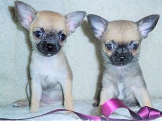 Stunning Chihuahua Puppies Ready Now