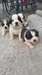 Saint Bernard chiots disponibles maintenant - photo 2