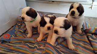 Saint Bernard chiots disponibles maintenant