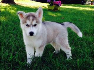 Adorables Chiots Husky disponible