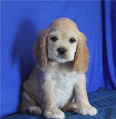 Chiots cocker américain disponibles