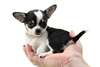 Chiots type chihuahua disponibles - photo 1