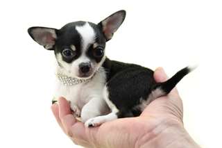 Chiots type chihuahua disponibles