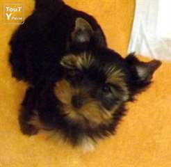 Chiot pure race yorkshire terrier