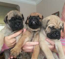 Bulmastiff disponible pour vous