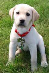 Magnifiques chiots Labrador contre bon soins