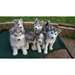 Qualité chiots AKC Husky sibérien disponible! - photo 1