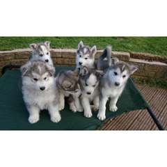 Qualité chiots AKC Husky sibérien disponible!