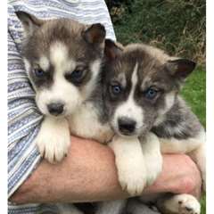 Chiots Blue Eyed Husky sibérien Prêt