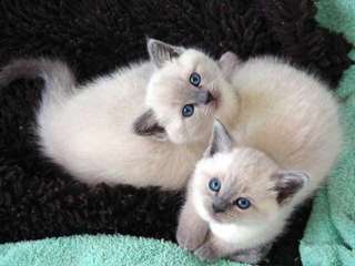 des Chatons siamois affectueux