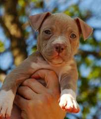 Blue Nose chiots mâles et femelles Pitbull