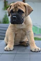 Bulmastiff disponible pour vous