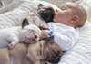Bouledogue Fran&#231;ais sains et adorables chiot - photo 1