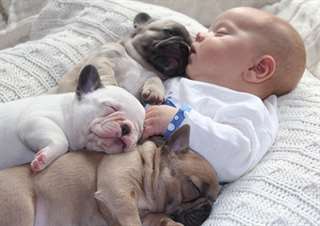 Bouledogue Français sains et adorables chiot