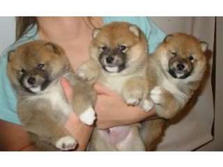 Adorable Shiba inu pour Adoption
