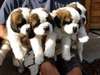 Adorables chiots de SAINT BERNARD - photo 1