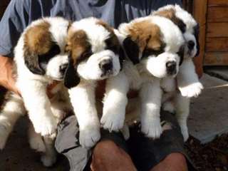 Adorables chiots de SAINT BERNARD