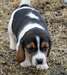 Magnifique femelle beagle - photo 2
