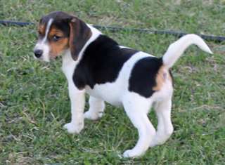 Magnifique femelle beagle
