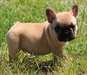Chiot bouledogue français - photo 1